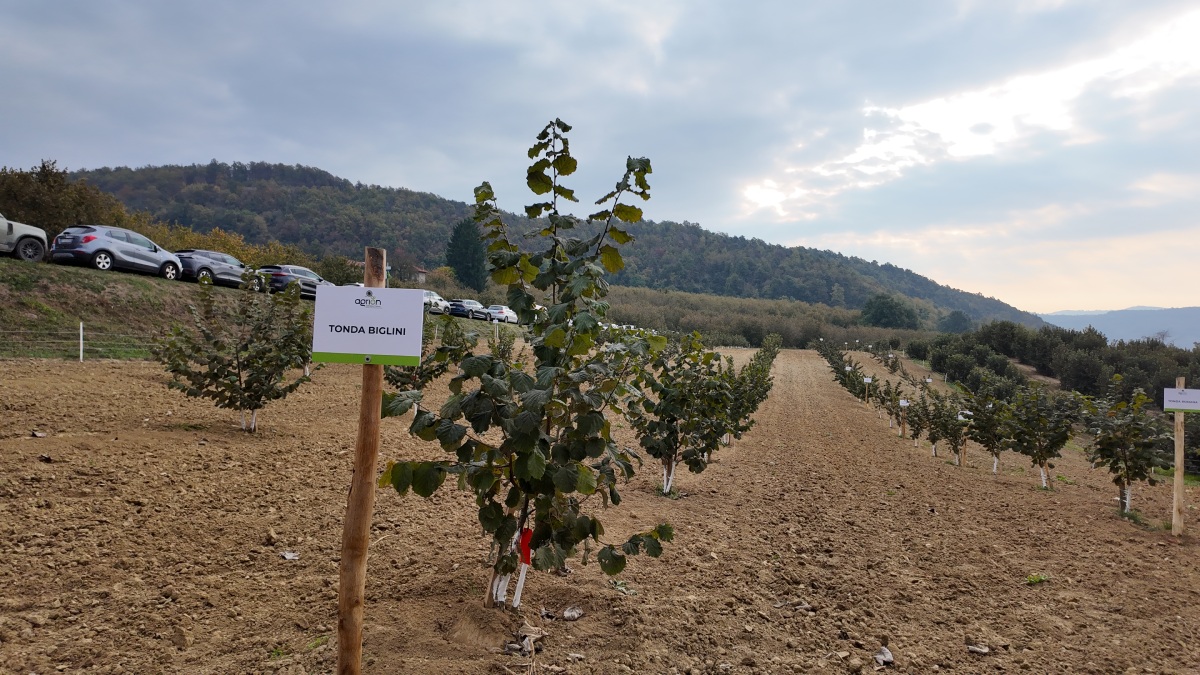 La Fondazione Agrion sta testando nuove varietà di nocciolo